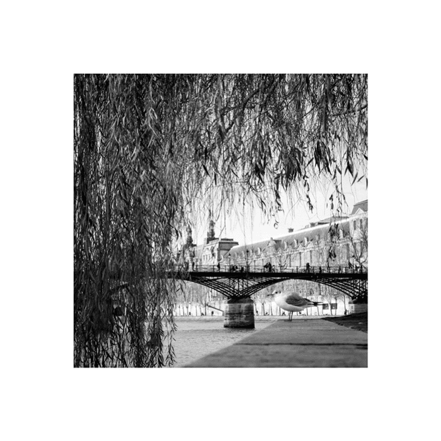 Une mouette à quais 