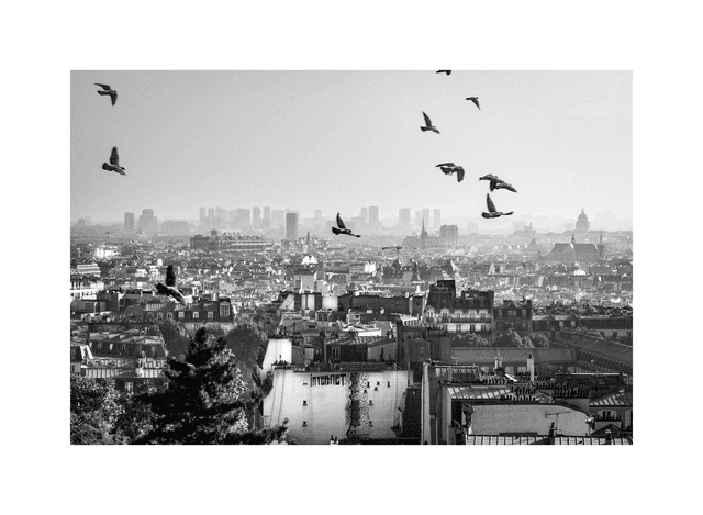 Un tag et des Oiseaux