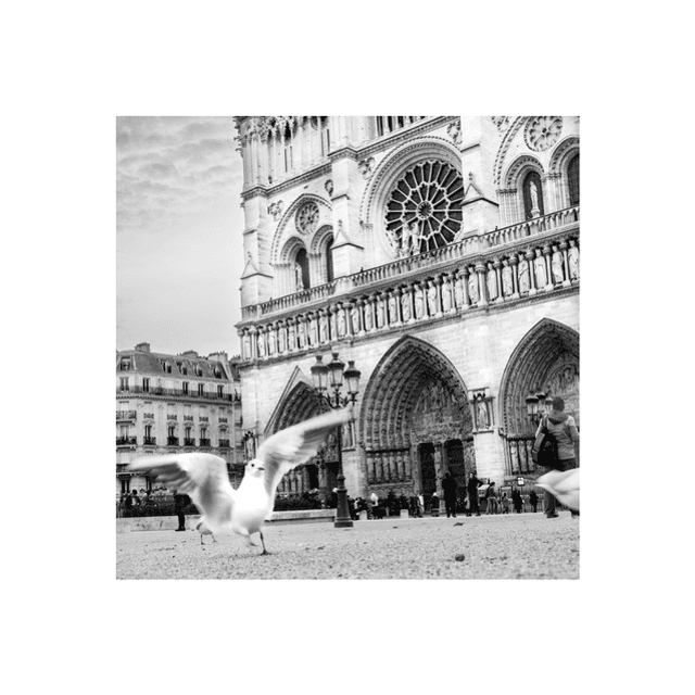 L envol de la Dame